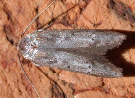 Acorn Moth